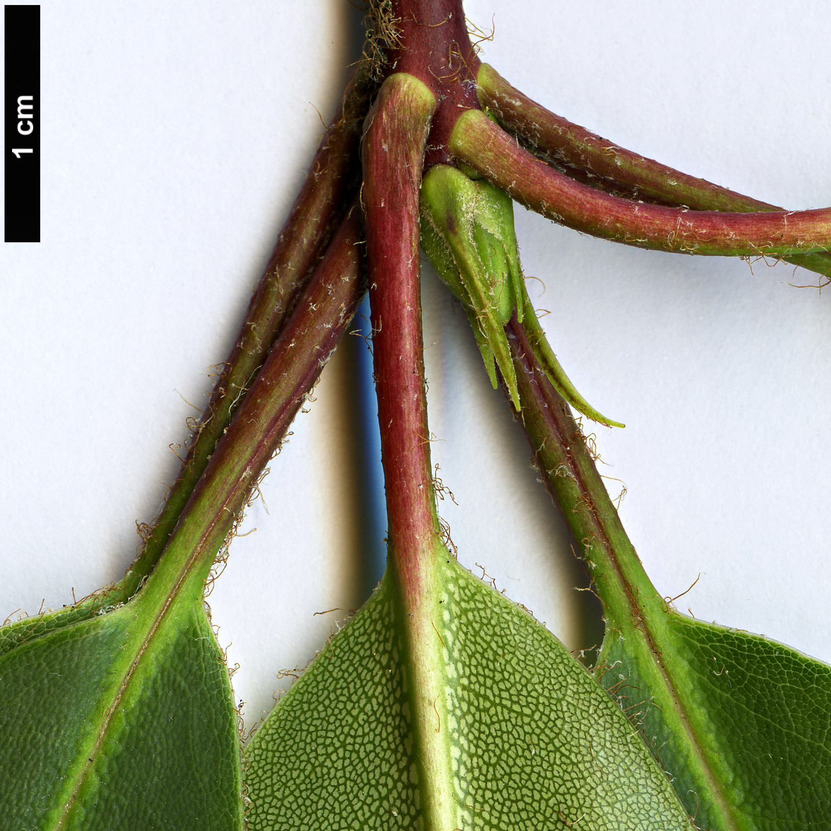 High resolution image: Family: Ericaceae - Genus: Rhododendron - Taxon: purdomii HORT